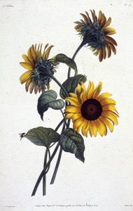 Flores de tournol o soles. Placa botánica extraída de la "Colección de flores y frutos pintados de la naturaleza" de Jean Louis Prevost