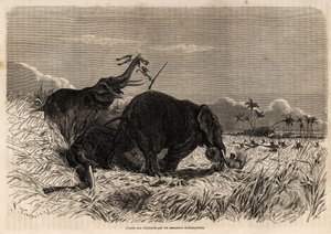 La caza de elefantes por las Amazonas de Dahomey