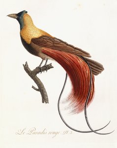 El Paraíso Rojo, 1802 de Jean Baptiste Audebert