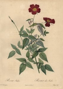 Rosa china carmesí, Rosa chinensis de Jean Baptiste Chapuy
