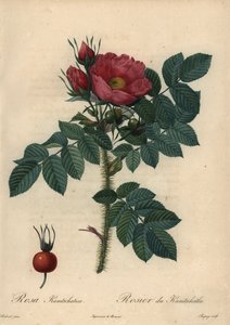 Rosa japonesa carmesí; Rosa rugosa de Jean Baptiste Chapuy