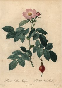 Rosa manzana rosa, Rosa villosa de Jean Baptiste Chapuy