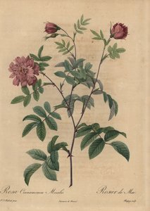 Rosa canela rosa, Rosa majalis de Jean Baptiste Chapuy