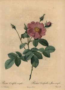 Rosa rosa, Rosa centifolia simplex de Jean Baptiste Chapuy