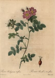 Rosa mosqueta rosa, Rosa rubiginosa de Jean Baptiste Chapuy