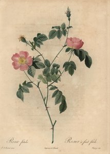 Rosa foetida, Rosier a fruit fetide de Jean Baptiste Chapuy