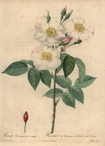 Rosa damascena blanca, Rosa x damascena de Jean Baptiste Chapuy