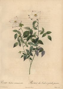 Rosa de China blanca y rosa, Rosa chinensis de Jean Baptiste Chapuy