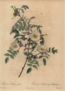 Rosa blanca y rosa, Rosa redutea glauca de Jean Baptiste Chapuy