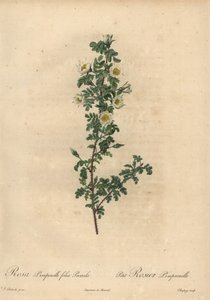 Rosa burnet blanca, Rosa pimpinellifolia Pumila de Jean Baptiste Chapuy