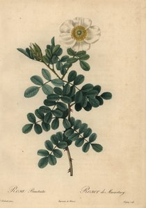 Rosa chicksaw blanca, Rosa bracteata de Jean Baptiste Chapuy