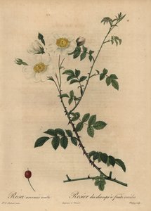Rosa de campo blanca, Rosa arvensis de Jean Baptiste Chapuy
