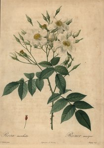 Rosa almizclera blanca, Rosa moschata de Jean Baptiste Chapuy