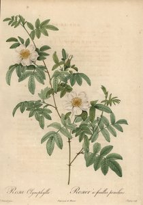 Rosa blanca, Rosa clynophylla de Jean Baptiste Chapuy