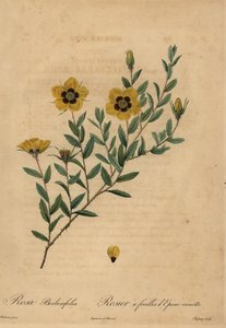Rosa amarilla, Rosa berberifolia de Jean Baptiste Chapuy