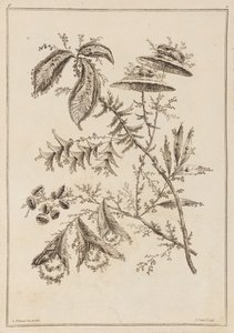 Rama de flores