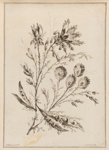 Rama de flores de Jean Baptiste Pillement