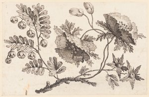 Rama de flores, de "Recueil de Fleurs Chinois"