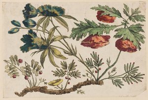 Rama de flores, de "Recueil de Fleurs Chinois" de Jean Baptiste Pillement