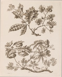 Ramas florales, de "Recueil de Differentes Fleurs de Fantaisie Dans le Goût Chinois"