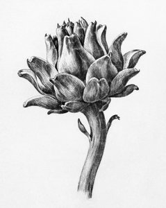 Alcachofa, de Jean Bernard de Jean Bernard