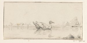 pato en el agua