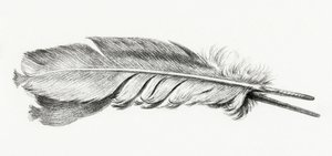 Pluma de Jean Bernard