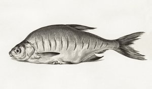 Fish (1775-1833) de Jean Bernard