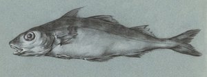 Fish Green (1775-1833) de Jean Bernard