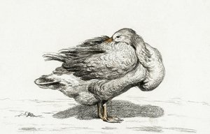 Goose (1816) de Jean Bernard