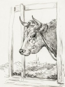 Cabeza de vaca (1820) de Jean Bernard