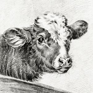 Cabeza de vaca de Jean Bernard