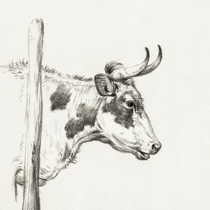 Cabeza de vaca, hacia la derecha (1820) de Jean Bernard