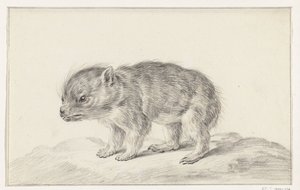 Oso joven (?) de Jean Bernard