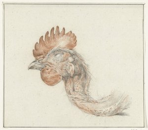 Cabeza de un pollo muerto