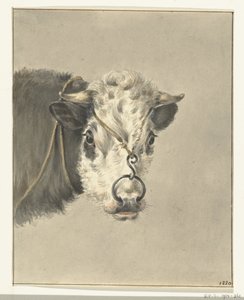 Cabeza de vaca, con un anillo en la nariz, de frente
