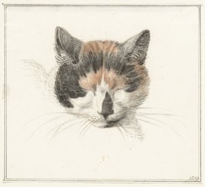 Cabeza de gato faldero, de frente, con los ojos cerrados de Jean Bernard