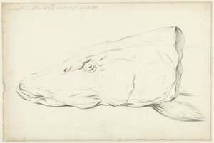 cabeza de lucio de Jean Bernard