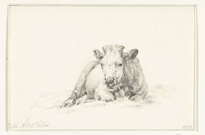 Vaca reclinada, de frente