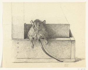 Ratón (¿en una trampa?)