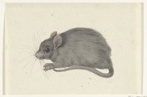 Ratón, a la izquierda