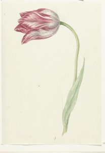 Tulipán rosa de Jean Bernard