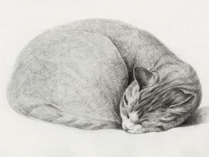 Gato acurrucado y dormido, de Jean Bernard (1775-1883) de Jean Bernard