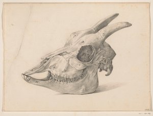 Calavera de cabra
