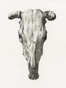 Cráneo de vaca. Vista frontal (1816) de Jean Bernard