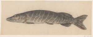 Pike, izquierda de Jean Bernard