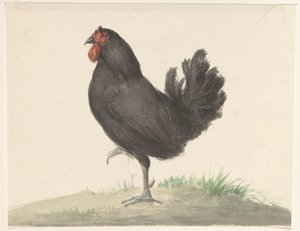 Pollo negro de pie de Jean Bernard