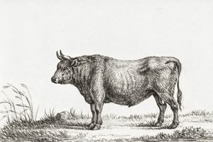 Toro de Pie de Jean Bernard