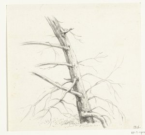 estudio de un arbol de Jean Bernard