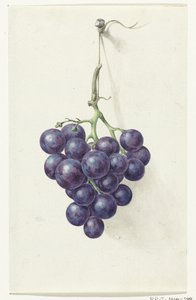 Racimo de uvas azules de Jean Bernard